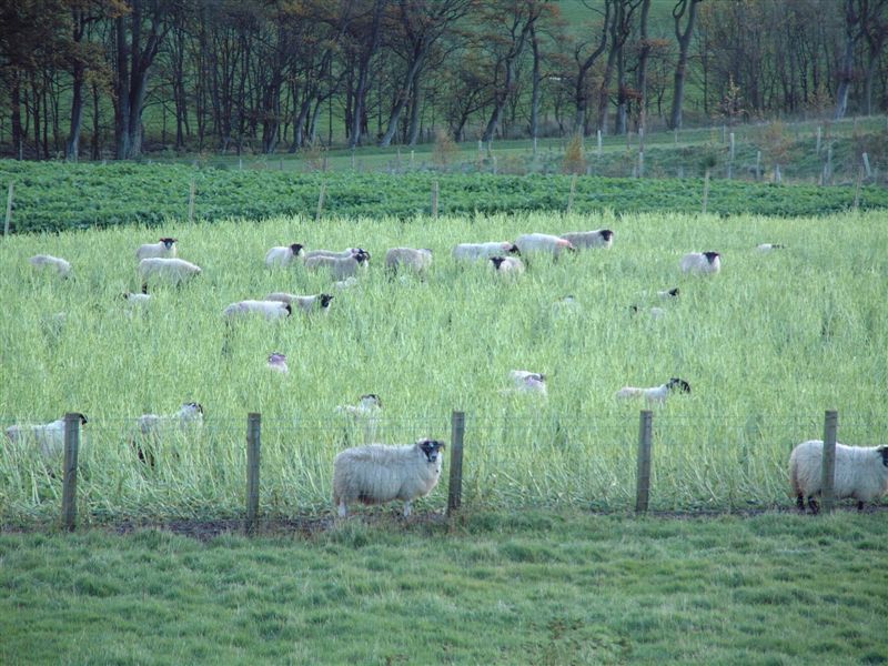 5 Feeding lambs rape and kale dry run-off area