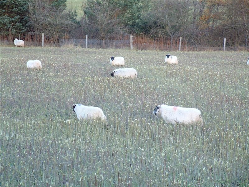 6 feeding lambs