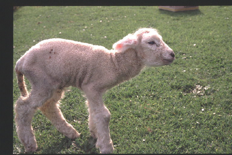 7 Feeding lambs rape and kale lamb losses