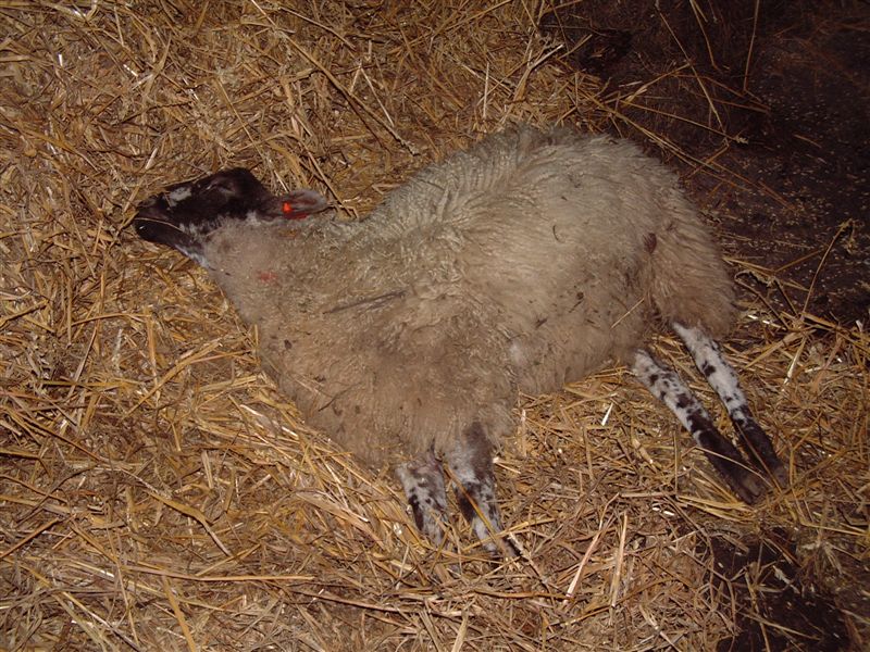 8 Feeding lambs rape and kale sudden death