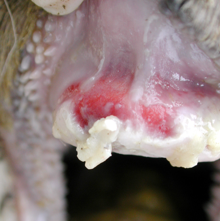 9 foot mouth disease fmd lesions palate