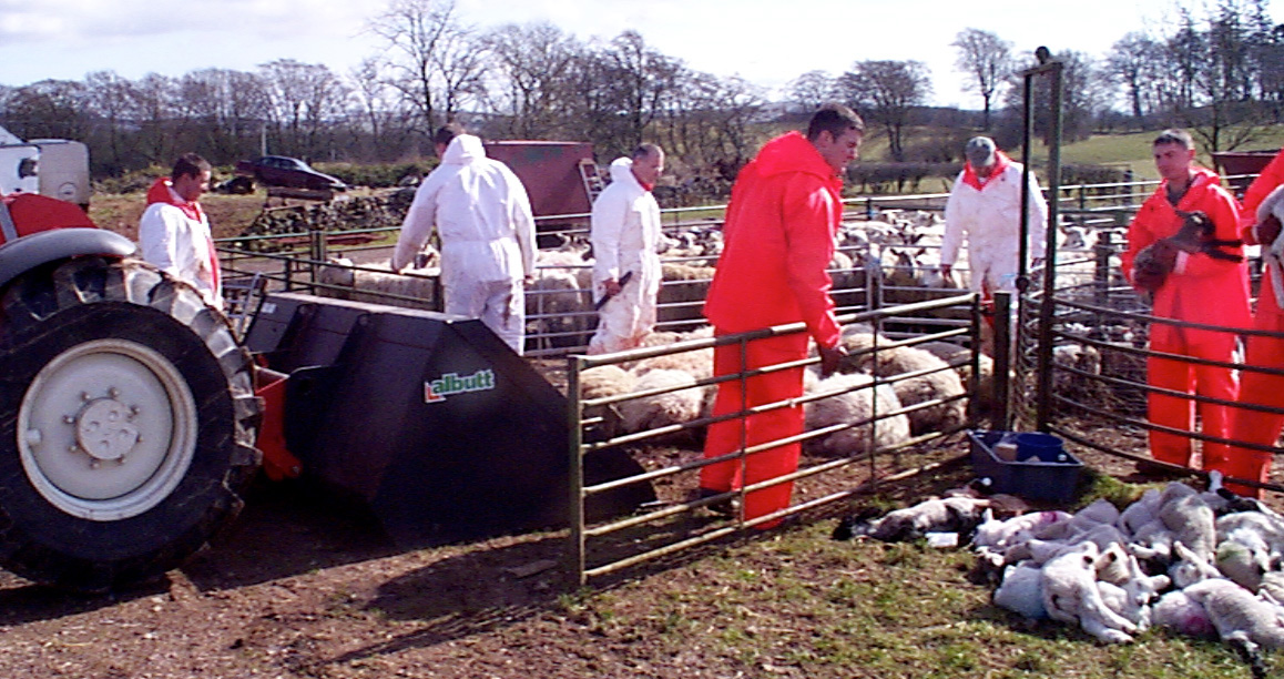 14 foot mouth disease fmd cull