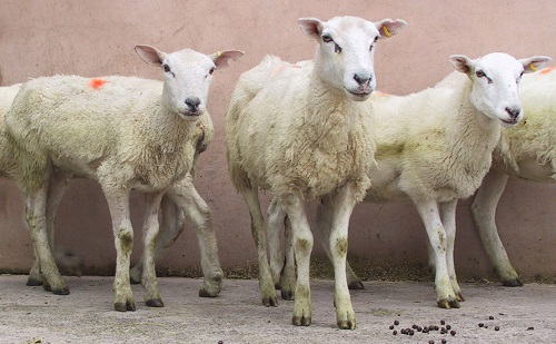 4 Johnes Paratuberculosis wasting diseases sheep