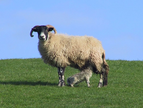 7 Johnes Paratuberculosis wasting diseases sheep