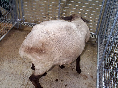 15 Johnes Paratuberculosis wasting disease sheep abomsal empyting defect