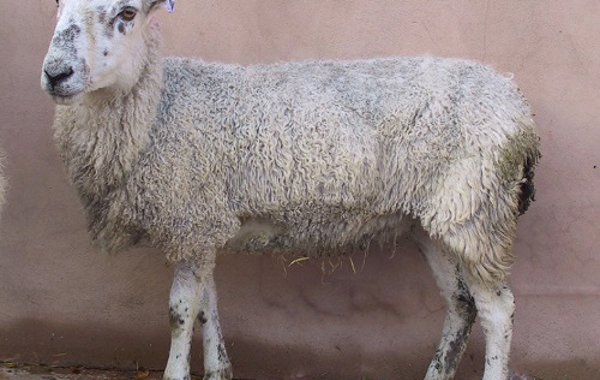 Johne's disease