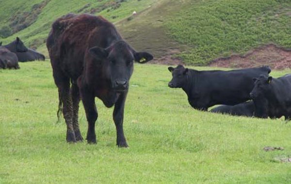 Lymphatic and other Tumours in Cattle