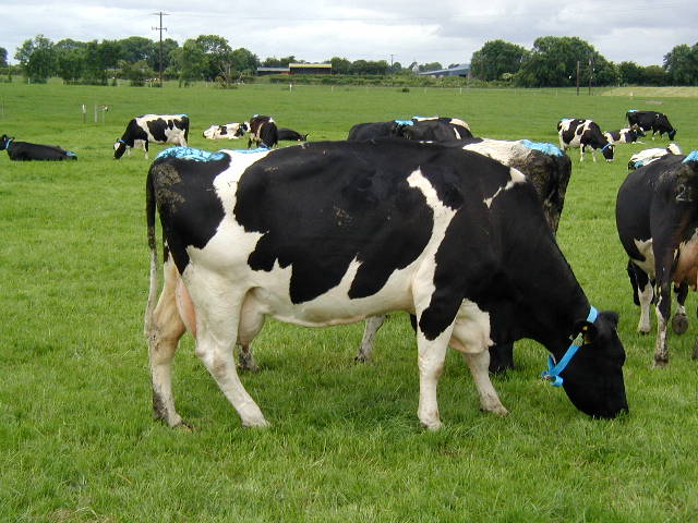 72 Inch Ventilation Cooling Fan For Cow / Cattle Calf Calve House