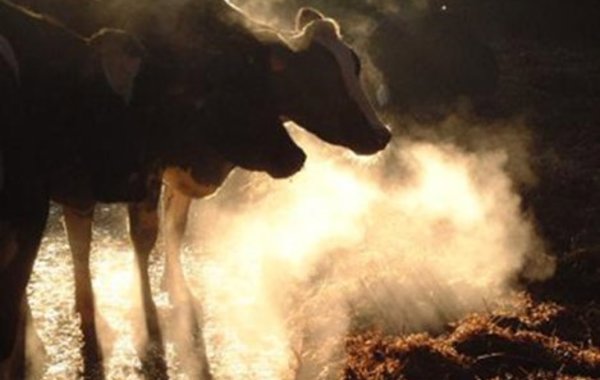 Heat Stress