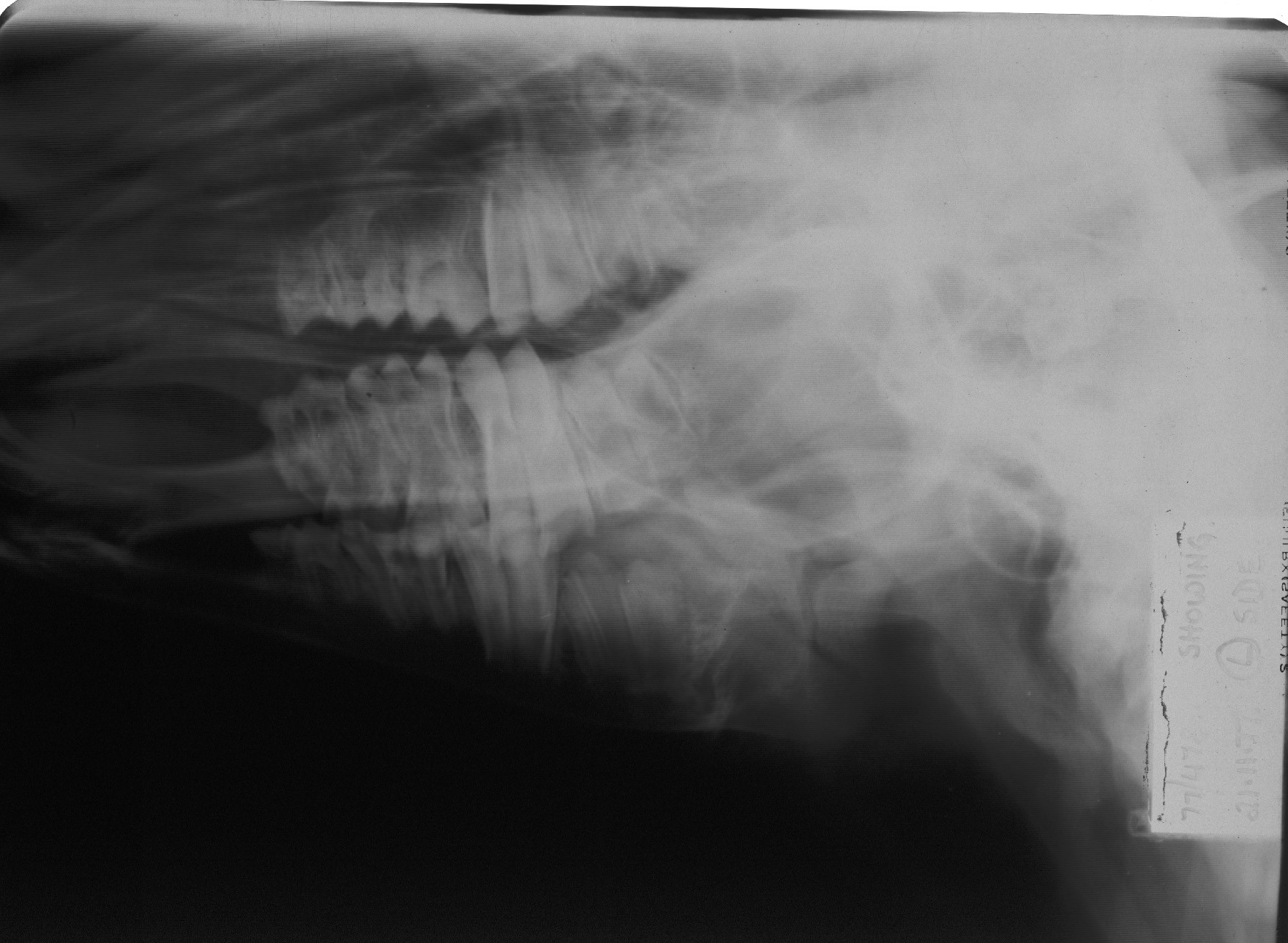 Mouth problems in cattle F10