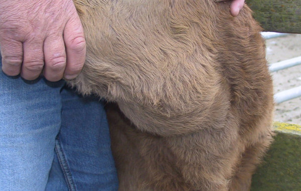 Mouth Problems in Cattle