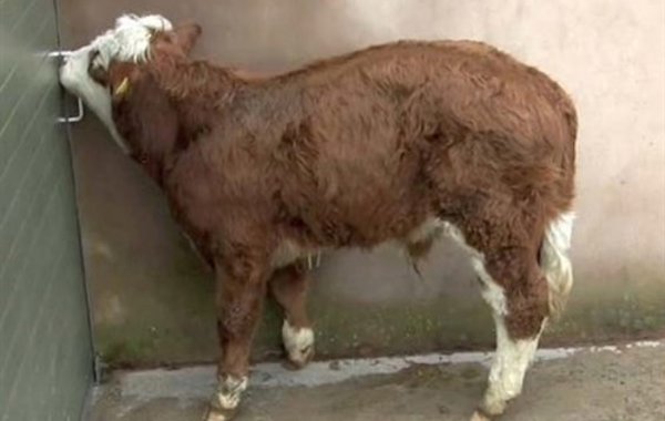Nervous Diseases in Cattle