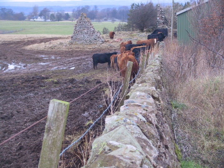 Out-wintered spring-calving beef cows trying to find shelter