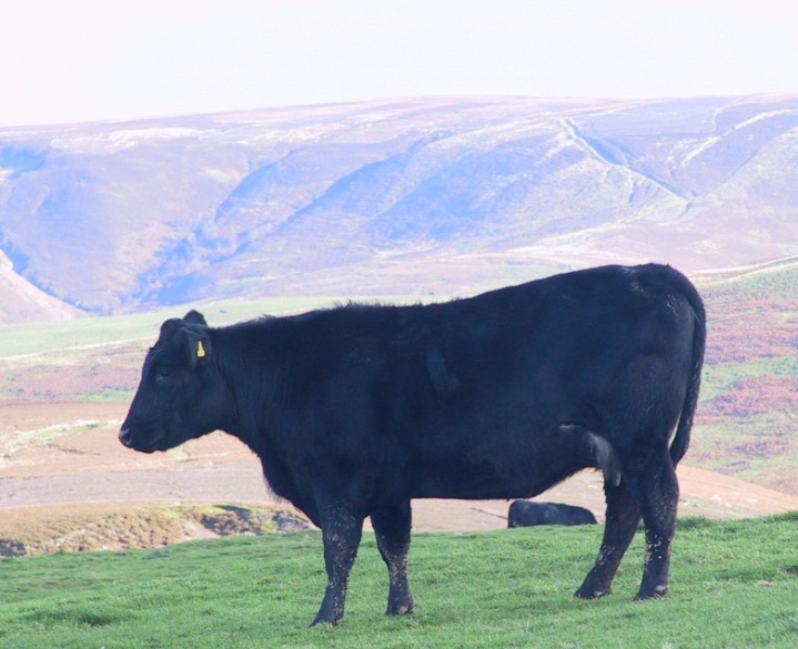 Spring-calving beef cows can be out-wintered until December/January on extensive grazing systems