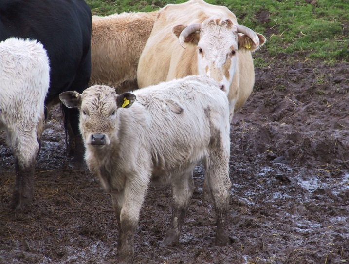 Young calves do not out-winter well and should be housed no later than early December in most areas