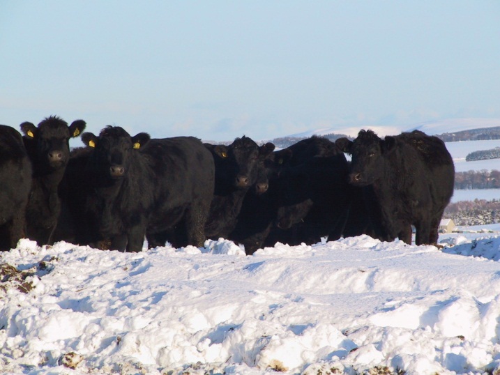 Sudden severe winter weather may cause problems with accessing out-lying fields