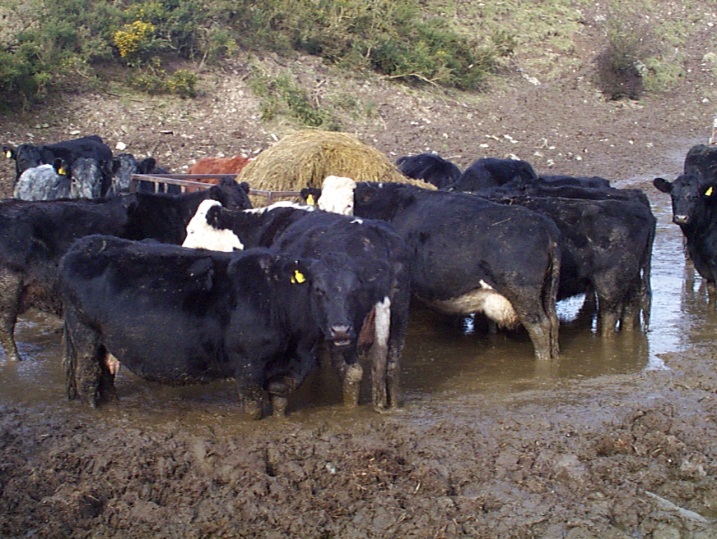 Poaching around ring feeders has become a major problem on this farm