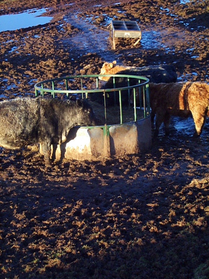 Feed troughs and ring feeders must be placed on a suitable hard standing area