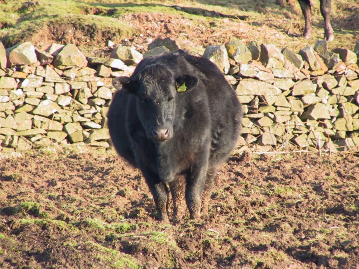 Soft ground can present problems to cows in advanced pregnancy and those carrying twins