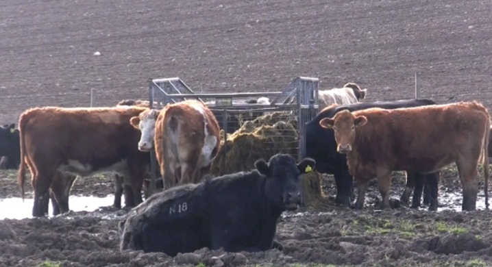 Out-wintered cattle give farming a poor image on this farm