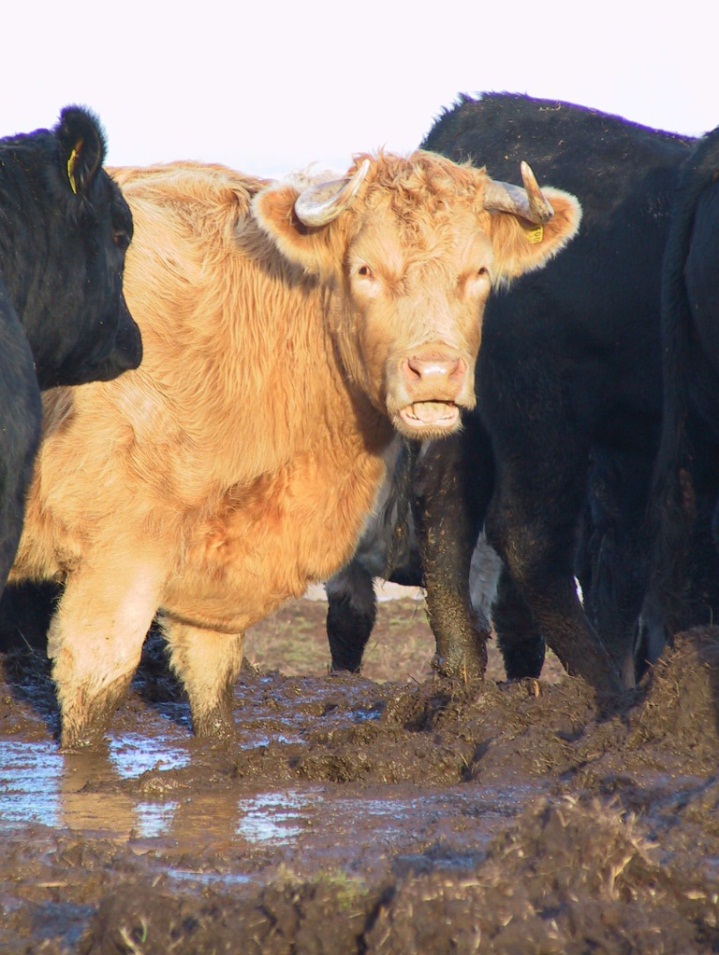 Out-wintered cattle give farming a poor image on this farm