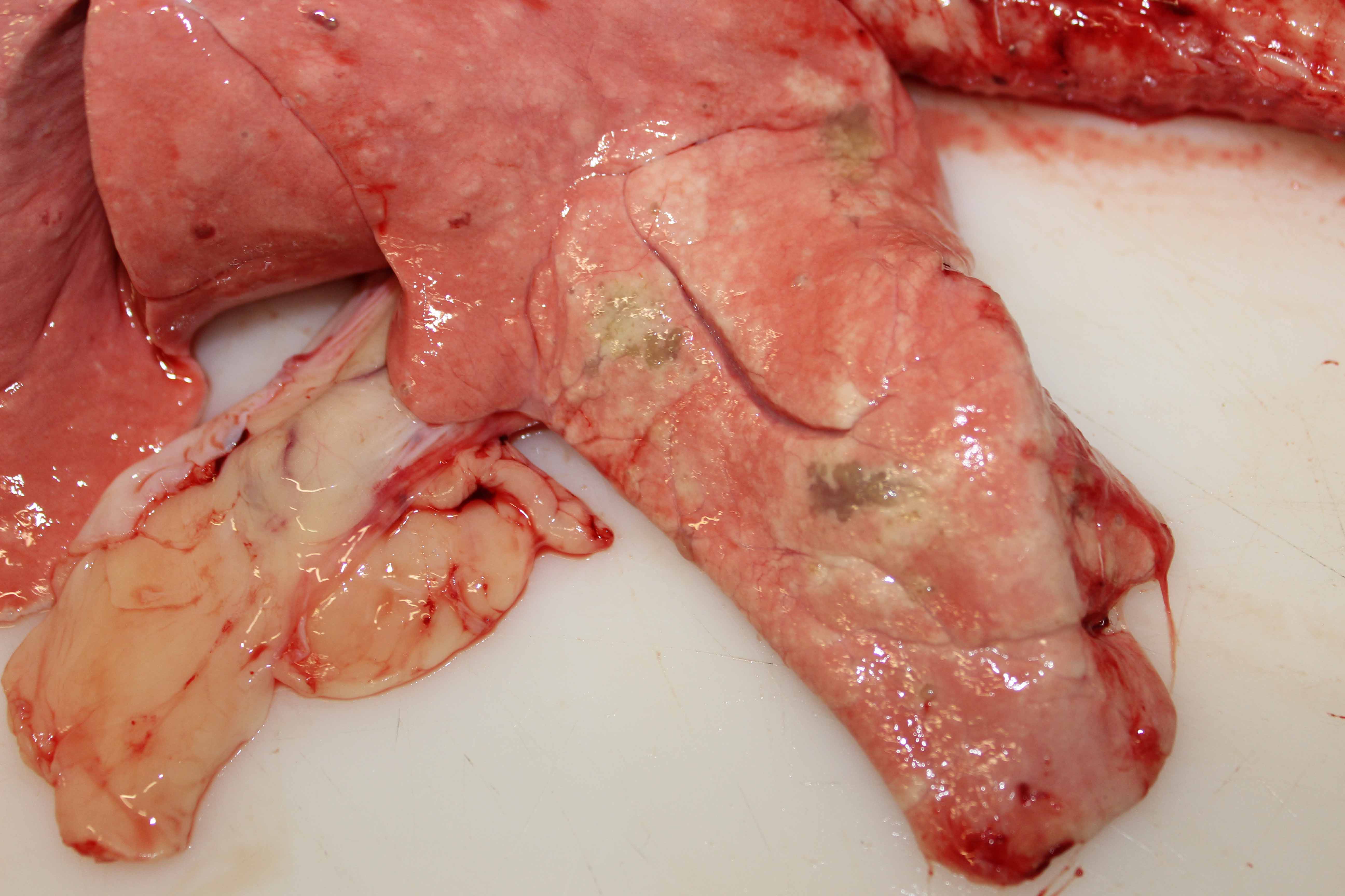 Lungworm lesions