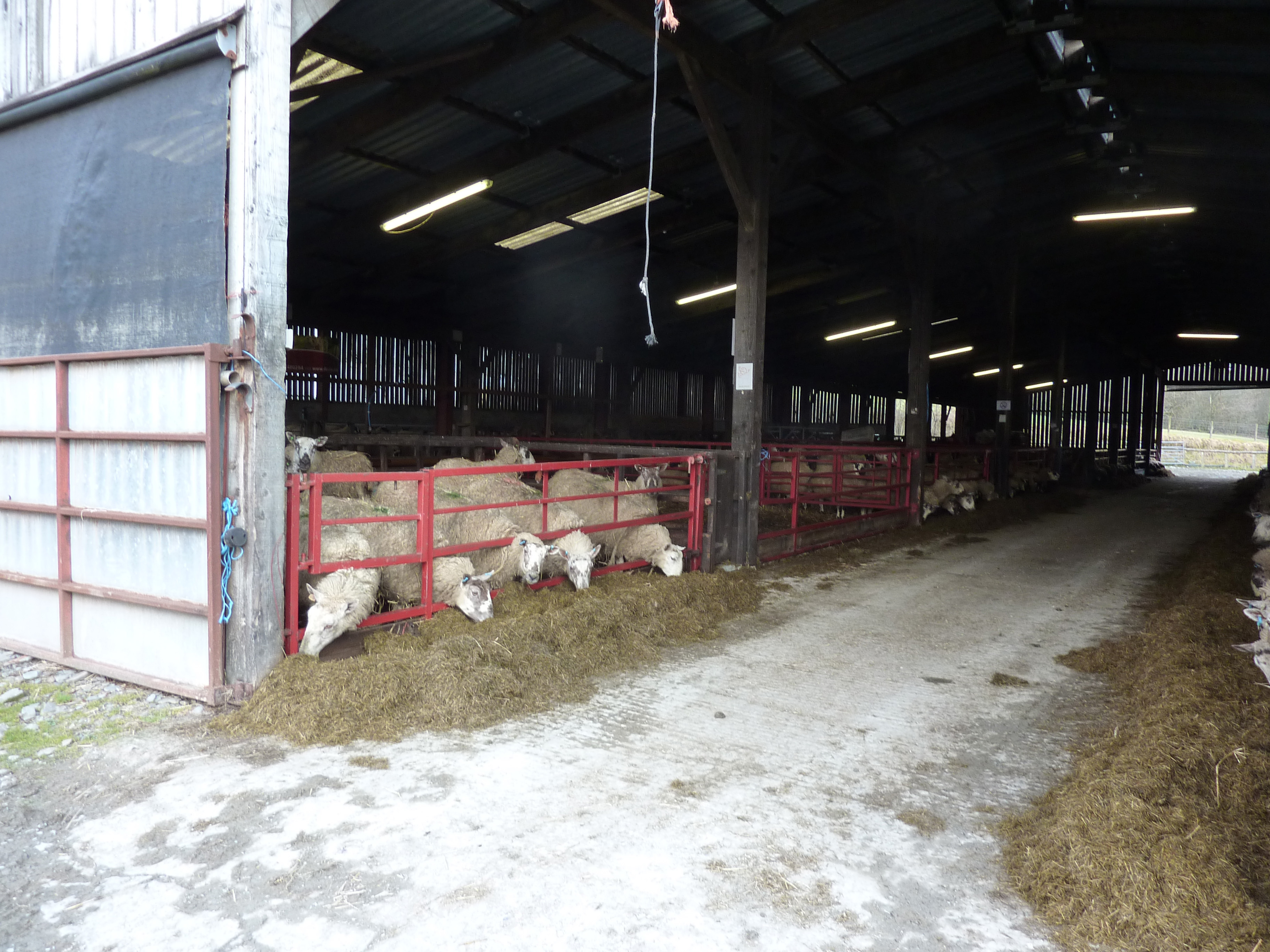 Maintain sheep in single age groups