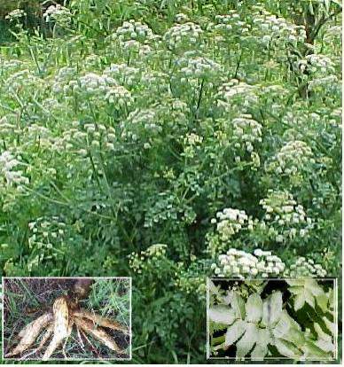 10 water dropwort poisoning