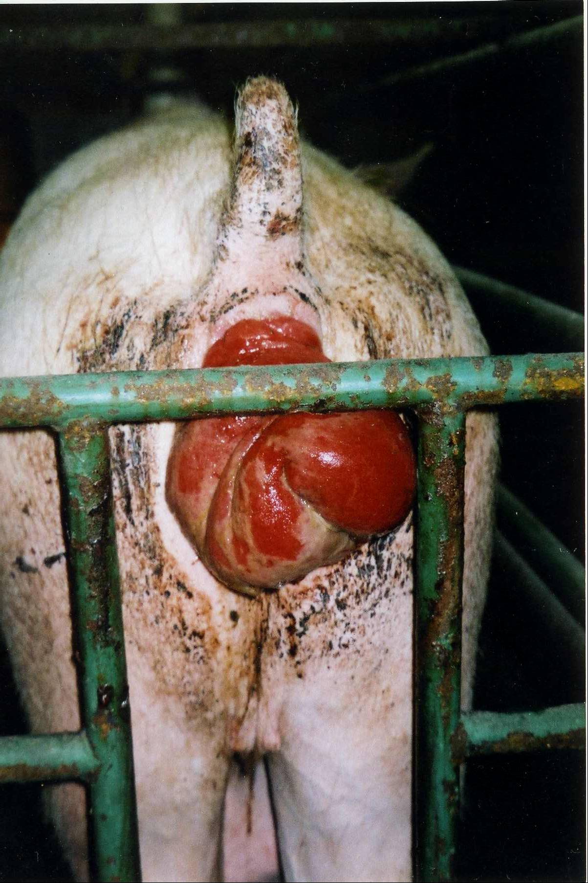 Porn Forced Anal Prolapse Eating - NADIS - National Animal Disease Information Service