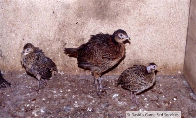 Rotavirus in Game Birds Fig 1