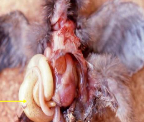 Rotavirus in Game Birds Fig 2