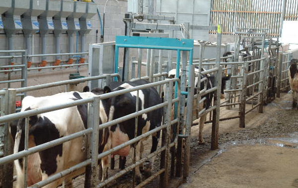 Safe Cattle Handling