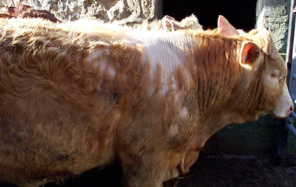 Ectoparasites in cattle