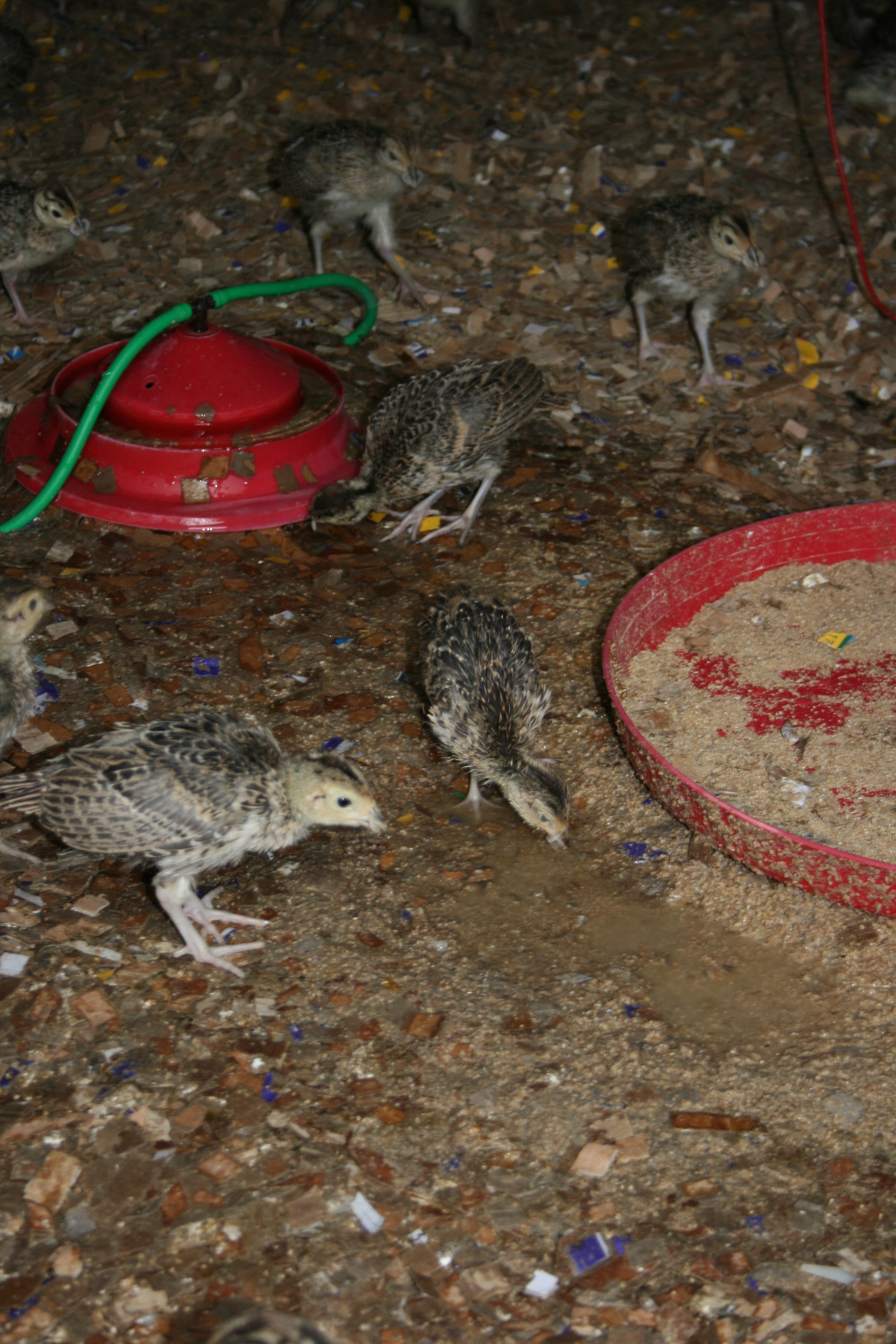 Figure 4 Unsanitary conditions in the rearing shed