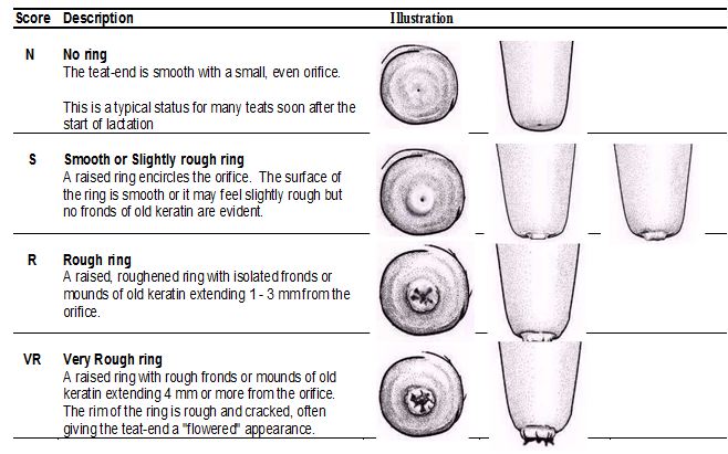 A Guide to Udder and Teat Scoring Beef Cows