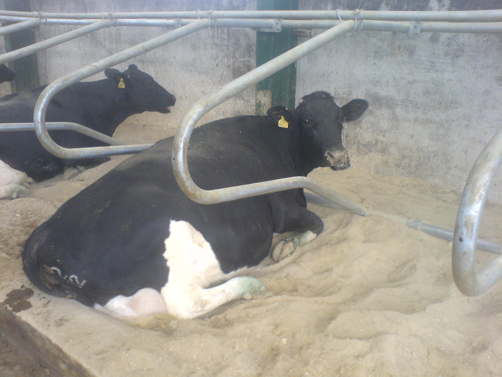 Vaginal discharge scoring system for postpartum dairy cows. (A