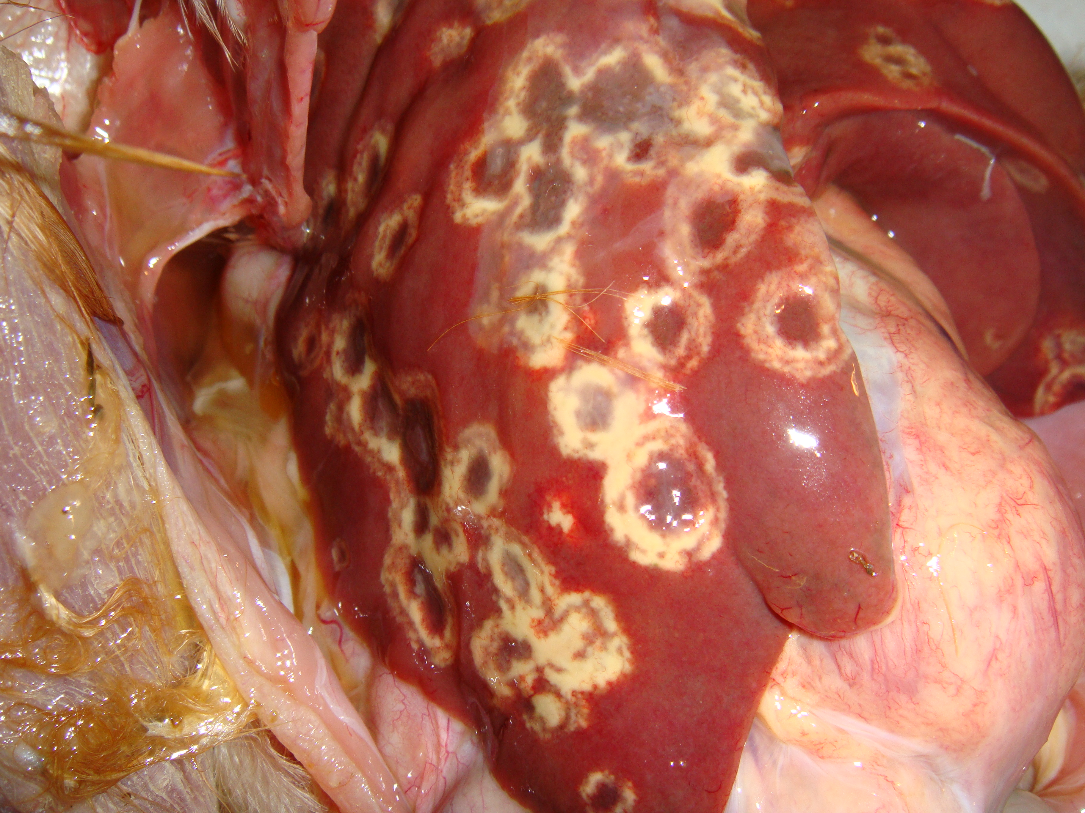 Typical blackhead lesions in the liver