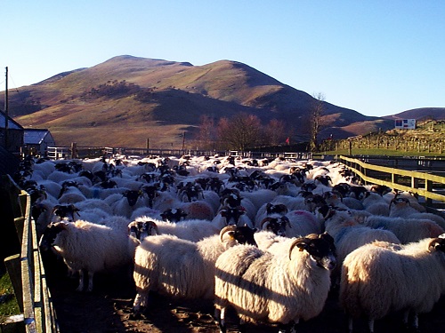 10 Pre lambing ewe nutrition and metabolic diseases vaccination programme