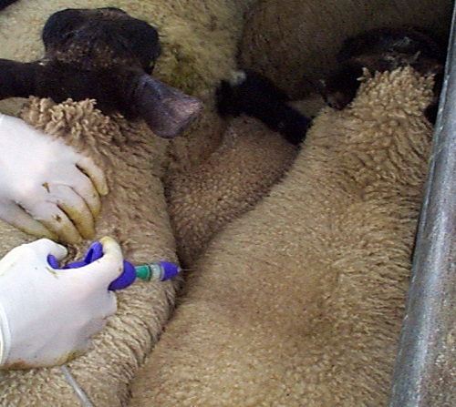 11 Pre lambing ewe nutrition and metabolic diseases vaccination programme