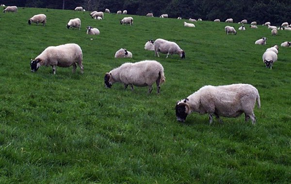 Pre-lambing ewe nutrition