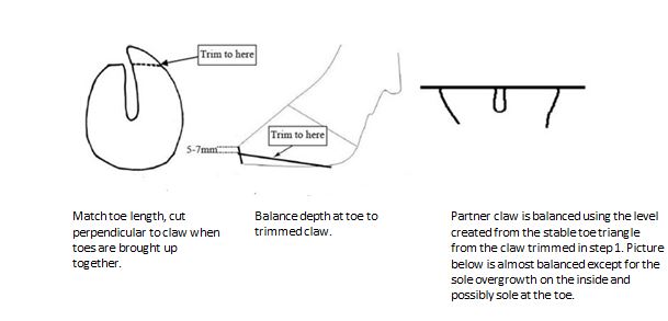 Trim the partner claw 2