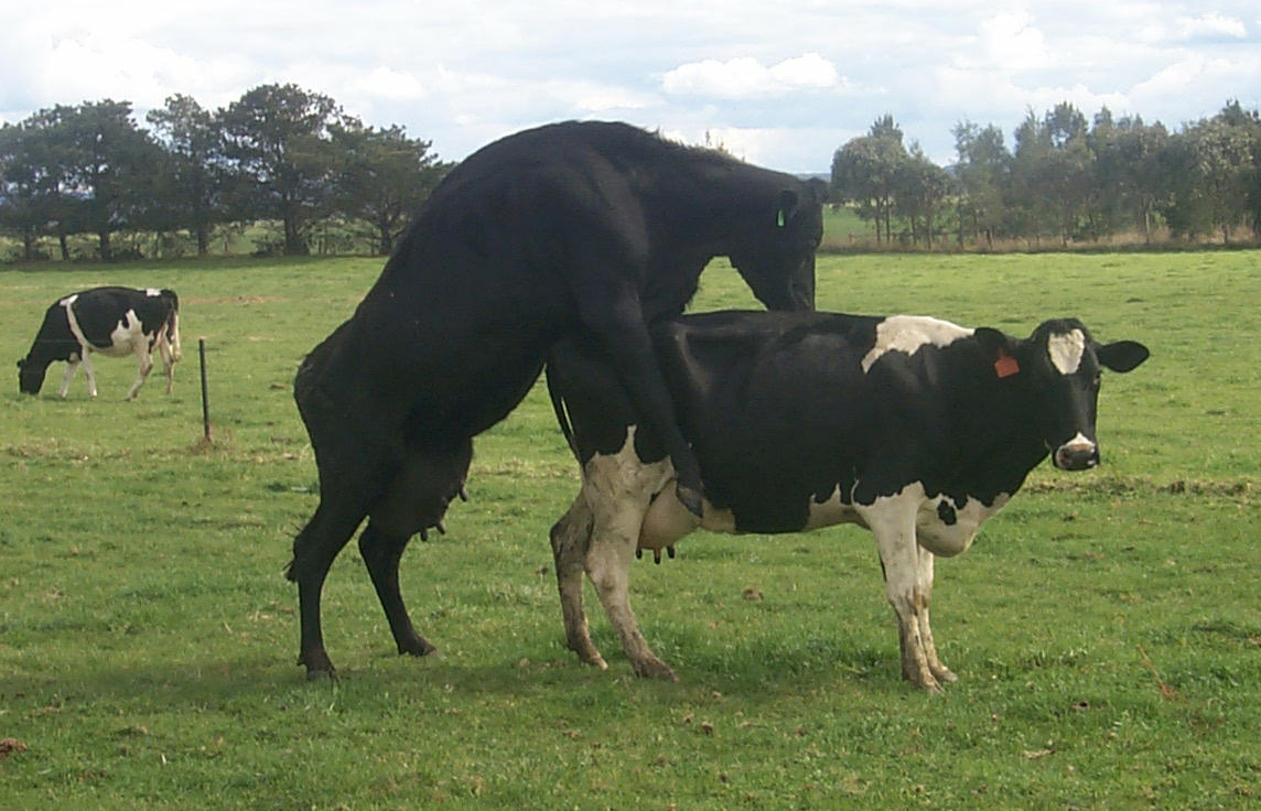 Dairy herd fertility