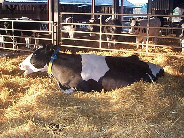 Dairy herd fertility