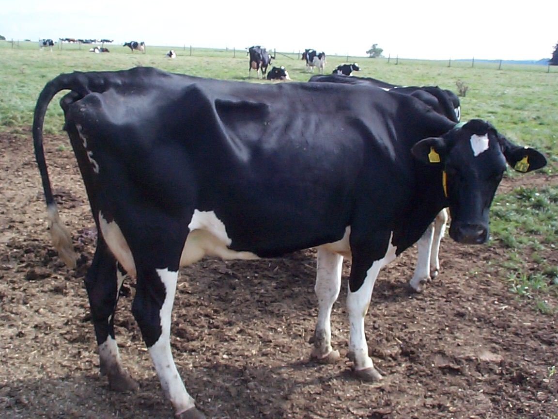 Dairy herd fertility