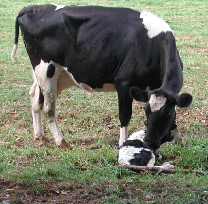 Dairy herd fertility