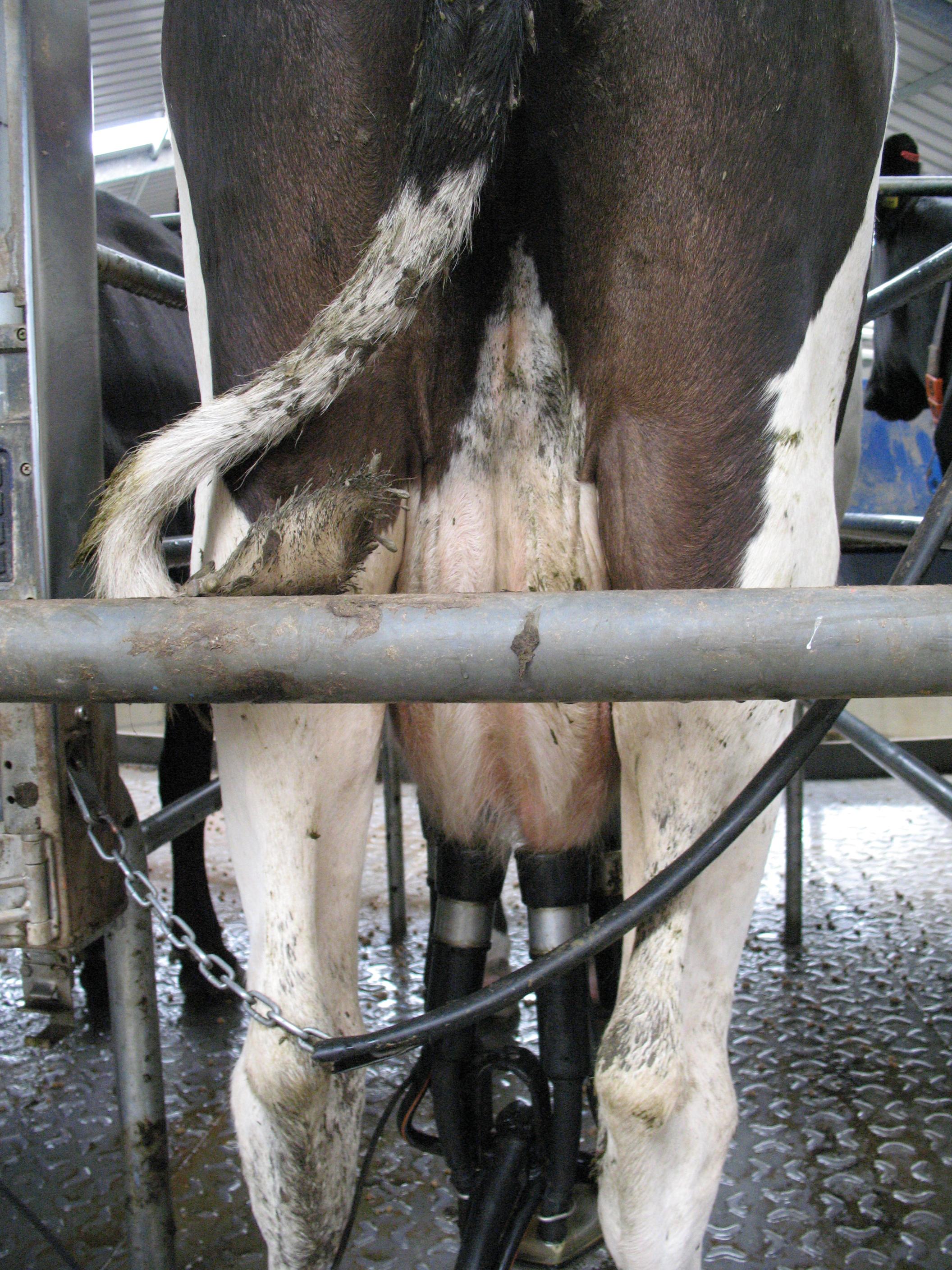 Regular maintenance of the milking machine