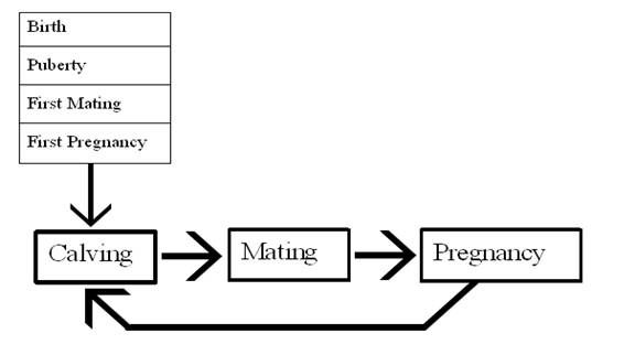 cattle breeding cycle