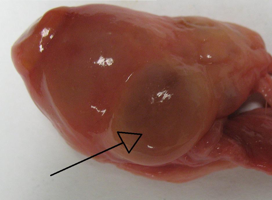 3 dairy herd fertility ovary follicle