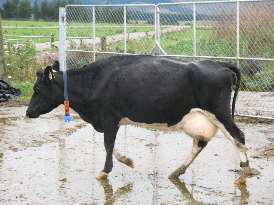 6 dairy herd fertility condition loss