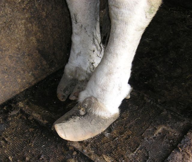 5 foot trimming of bulls